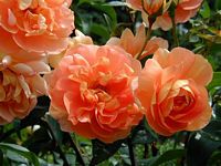 8_Carex_Grass_And_Hosta.html