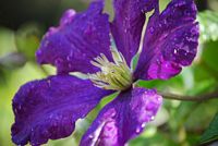 4_Block_Wall_Paver_Patio.html