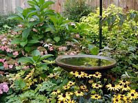 6_Bluestar_Creeper.html